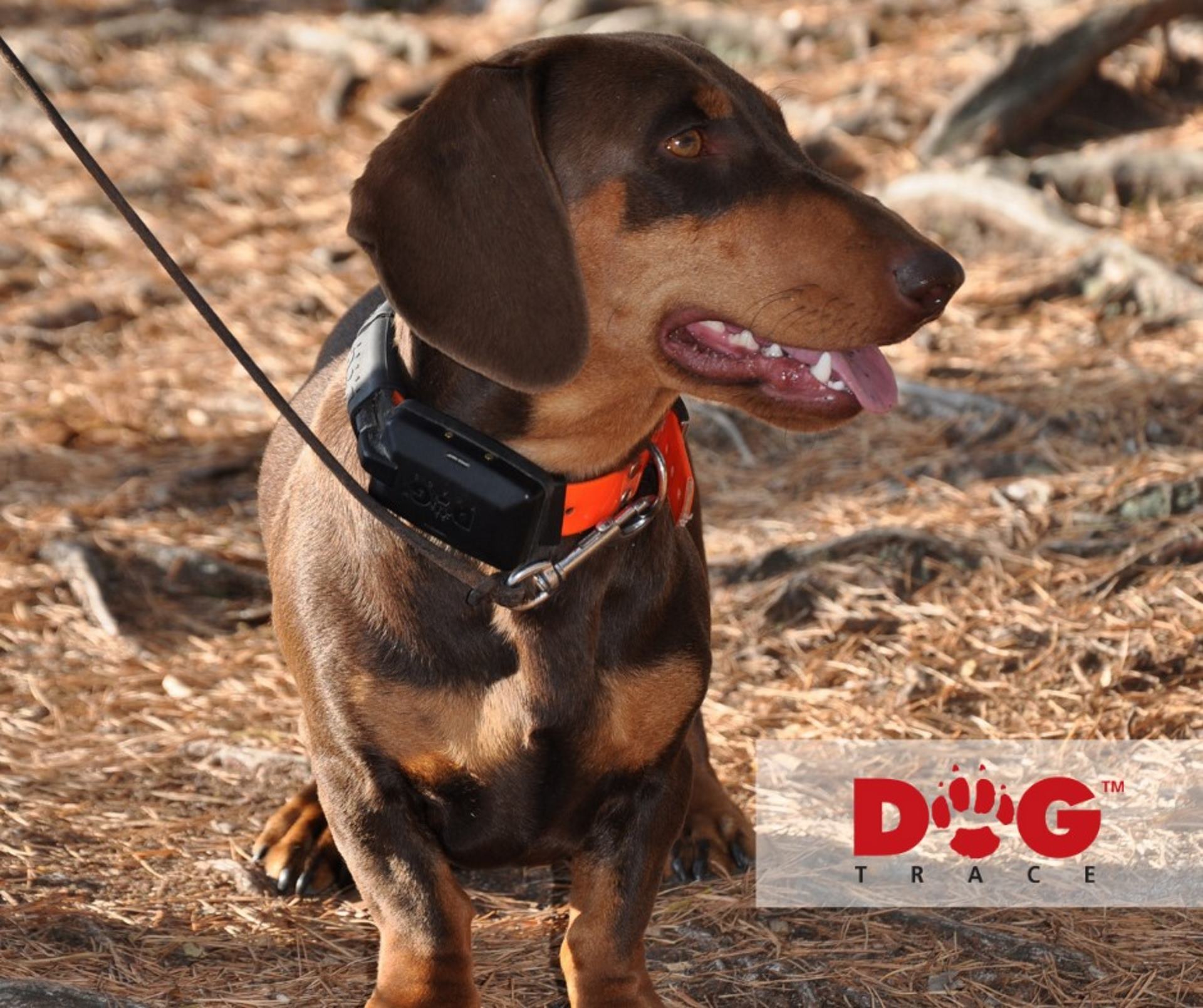 x30-dogtrace-app-gps-satellitare-radio-localizatore-cani-caccia-ferma-seguita