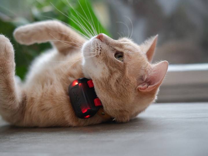 DOG GPS MINI – Localizzatore cani e gatti - Dogtrace Italia Shop