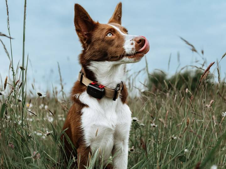 DOG GPS MINI – Localizzatore cani e gatti - Dogtrace Italia Shop