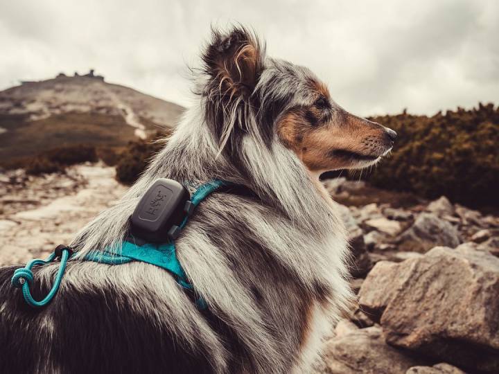 DOG GPS MINI – Localizzatore cani e gatti - Dogtrace Italia Shop