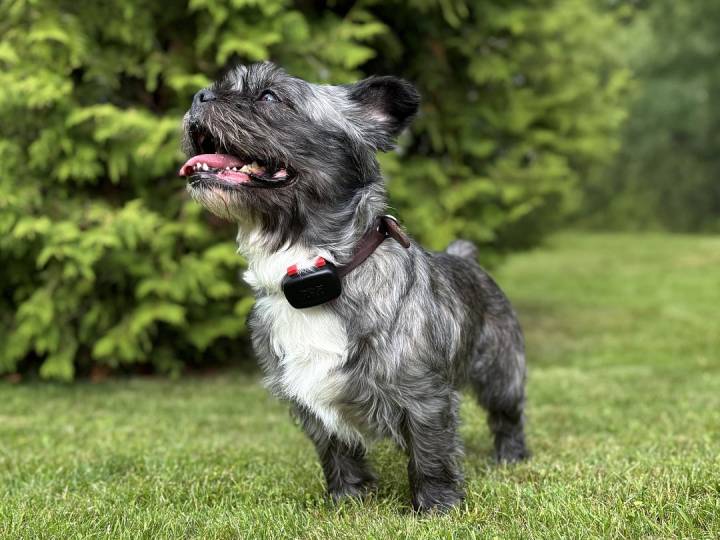 DOG GPS MINI – Localizzatore cani e gatti - Dogtrace Italia Shop